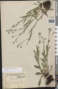 Myosotis alpestris subsp. suaveolens (Waldst. & Kit. ex Willd.) Strid, Восточная Европа, Восточный район (E10) (Россия)