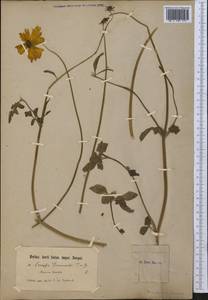 Coreopsis basalis (Otto & A. Dietr.) S. F. Blake, Америка (AMER) (Неизвестно)