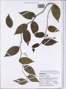 Gaultheria leucocarpa Blume, Зарубежная Азия (ASIA) (Вьетнам)
