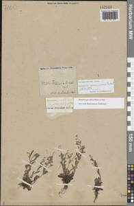 Незабудка редкоцветковая J.C.Mikan ex Pohl, Восточная Европа, Центральный лесостепной район (E6) (Россия)