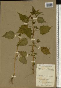 Марь гибридная (L.) S. Fuentes, Uotila & Borsch, Восточная Европа, Белоруссия (E3a) (Белоруссия)