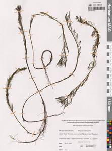 Уруть сибирская Kom., Сибирь, Чукотка и Камчатка (S7) (Россия)