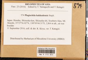 Plagiochila hakkodensis Steph., Гербарий мохообразных, Мхи - Азия (вне границ бывшего СССР) (BAs) (Япония)