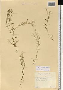 Истод горьковатый Crantz, Восточная Европа, Центральный лесной район (E5) (Россия)