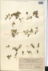 Постенница иудейская L., Средняя Азия и Казахстан, Западный Тянь-Шань и Каратау (M3) (Казахстан)