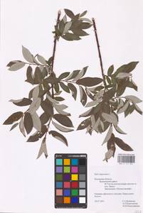 Ива лопарская L., Восточная Европа, Северо-Западный район (E2) (Россия)