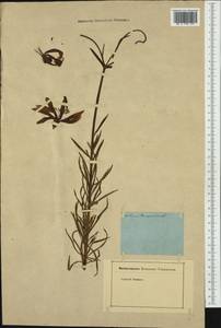Lilium pomponium L., Западная Европа (EUR) (Неизвестно)