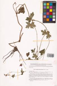 Герань Власова Fisch. ex Link, Сибирь, Дальний Восток (S6) (Россия)