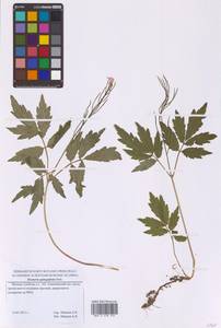 Сердечник пятилистный (M.Bieb.) Schmalh., Восточная Европа, Московская область и Москва (E4a) (Россия)