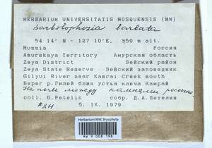 Barbilophozia barbata (Schmidel ex Schreb.) Loeske, Гербарий мохообразных, Мхи - Дальний Восток (без Чукотки и Камчатки) (B20) (Россия)