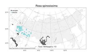Rosa spinosissima, Шиповник колючейший, Шиповник бедренцелистный L., Атлас флоры России (FLORUS) (Россия)