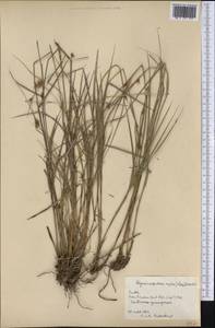 Rhynchospora velutina (Kunth) Boeckeler, Америка (AMER) (Куба)