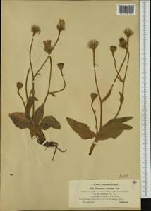 Hieracium tomentosum (L.) L., Западная Европа (EUR) (Италия)