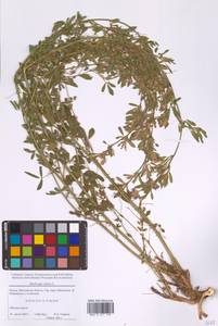 Люцерна посевная L., Восточная Европа, Московская область и Москва (E4a) (Россия)