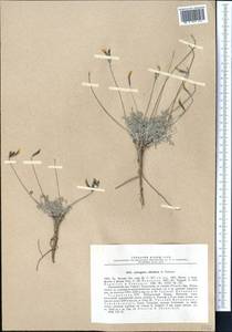 Astragalus alitschuri O. Fedtsch., Средняя Азия и Казахстан, Памир и Памиро-Алай (M2) (Таджикистан)