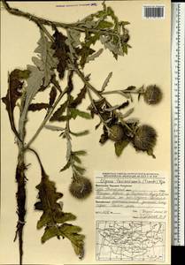 Olgaea lomonossowii (Trautv.) Iljin, Монголия (MONG) (Монголия)