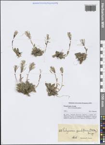 Толстожильник крупноцветковый (C.A.Mey.) Bunge, Сибирь, Алтай и Саяны (S2) (Россия)