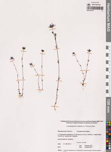 Ломатогониум колесовидный (L.) Fr. ex Fernald, Сибирь, Чукотка и Камчатка (S7) (Россия)