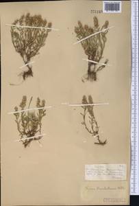 Thymus pannonicus All., Средняя Азия и Казахстан, Муюнкумы, Прибалхашье и Бетпак-Дала (M9) (Казахстан)