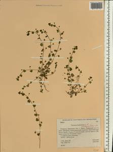 Вероника плющелистная L., Восточная Европа, Белоруссия (E3a) (Белоруссия)