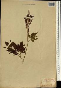 Astilbe japonica (C. Morr. & Decne.) A. Gray, Зарубежная Азия (ASIA) (Япония)