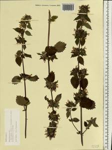 Белокудренник черный L., Восточная Европа, Центральный лесной район (E5) (Россия)