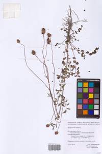 Poterium sanguisorba subsp. sanguisorba, Восточная Европа, Центральный лесостепной район (E6) (Россия)