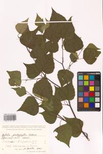 Betula pendula subsp. mandshurica (Regel) Ashburner & McAll., Сибирь, Дальний Восток (S6) (Россия)