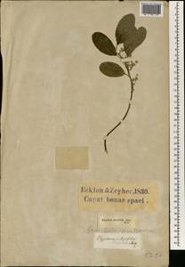 Kiggelaria africana L., Африка (AFR) (ЮАР)