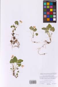 Фиалка Селькирка Pursh ex Goldie, Восточная Европа, Московская область и Москва (E4a) (Россия)