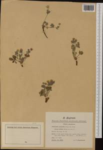 Potentilla heptaphylla subsp. australis (Nyman) Gams, Западная Европа (EUR) (Словения)