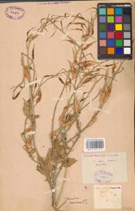 Редька посевная L., Восточная Европа, Южно-Украинский район (E12) (Украина)