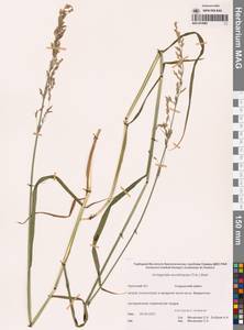 Арктополевица тростниковая (Trin.) Beal, Сибирь, Чукотка и Камчатка (S7) (Россия)