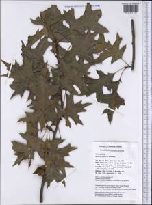 Quercus palustris Münchh., Америка (AMER) (США)