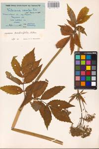 Valeriana excelsa subsp. sambucifolia (J. C. Mikan ex Pohl) Holub, Восточная Европа, Западно-Украинский район (E13) (Украина)