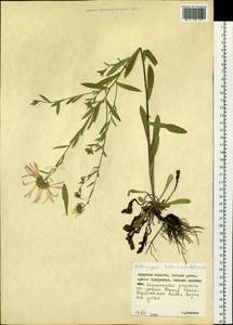 Aster neobiennis Brouillet, Semple & Y.L.Chen, Сибирь, Дальний Восток (S6) (Россия)