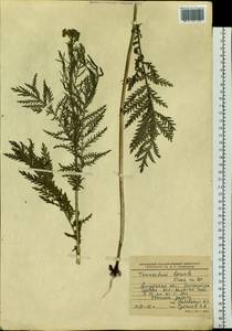 Tanacetum vulgare subsp. vulgare, Сибирь, Дальний Восток (S6) (Россия)