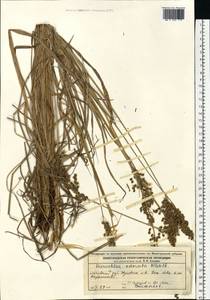 Anthoxanthum nitens (Weber) Y.Schouten & Veldkamp, Восточная Европа, Волжско-Камский район (E7) (Россия)