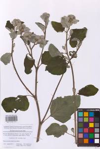 Лопух паутинистый Mill., Восточная Европа, Московская область и Москва (E4a) (Россия)