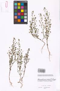 Льняночка малая, Хеноринум малый (L.) Lange, Восточная Европа, Московская область и Москва (E4a) (Россия)