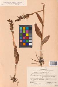 Пальчатокоренник майский (Rchb.) P.F.Hunt & Summerh., Восточная Европа, Западно-Украинский район (E13) (Украина)