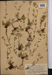 Лапчатка многонадрезанная, Лапчатка многонадрезная L., Средняя Азия и Казахстан, Западный Тянь-Шань и Каратау (M3) (Казахстан)