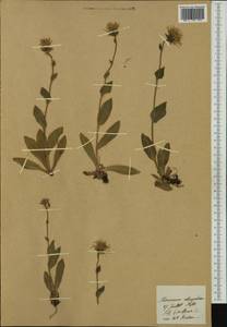 Hieracium valdepilosum subsp. elongatum Willd. ex Zahn, Западная Европа (EUR)