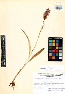 Dactylorhiza maculata subsp. fuchsii (Druce) Hyl., Сибирь, Прибайкалье и Забайкалье (S4) (Россия)