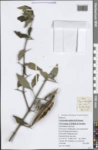 Ceriscoides glabra B.H.Quang, N.T.Cuong, T.D.Binh & Nuraliev, Зарубежная Азия (ASIA) (Вьетнам)