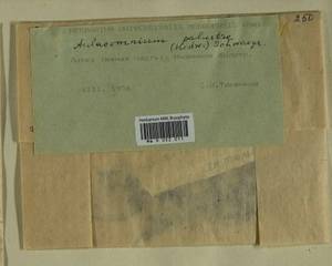 Paludella squarrosa (Hedw.) Brid., Гербарий мохообразных, Мхи - Прибалтика (B1) (Литва)