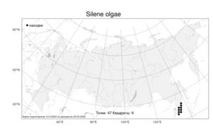 Silene olgae, Смолевка Ольги (Maxim.) Rohrb., Атлас флоры России (FLORUS) (Россия)