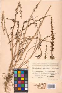 Blitum virgatum subsp. virgatum, Восточная Европа, Северо-Западный район (E2) (Россия)