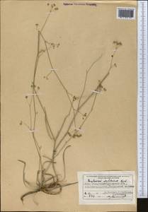 Володушка высокая M.Bieb., Средняя Азия и Казахстан, Джунгарский Алатау и Тарбагатай (M5) (Казахстан)