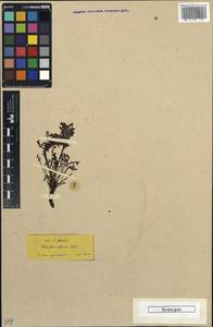 Pedicularis cadmea Boiss., Зарубежная Азия (ASIA) (Турция)